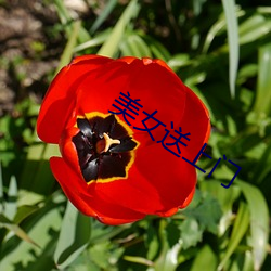 美女送上门