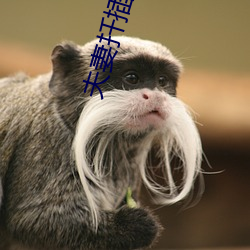 夫妻扡插過程