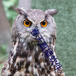 春天直播软件