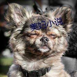 美婦小說