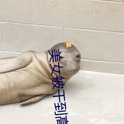 美女被幹到高潮在線觀看
