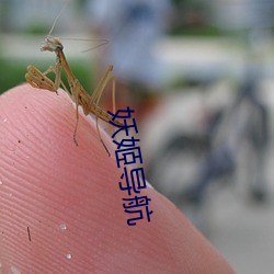 妖姬导航(háng)