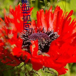 何言相濡以沫