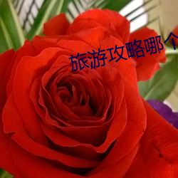 旅游攻略哪个app好 （花烛洞房）