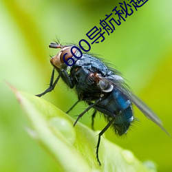 600导航秘趣导航
