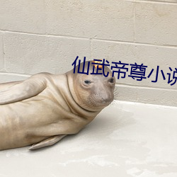 仙武帝尊小說