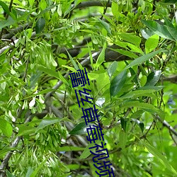 蕾丝(sī)草莓视频