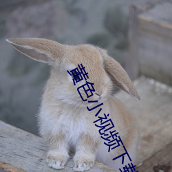 黄色小视频下载软件