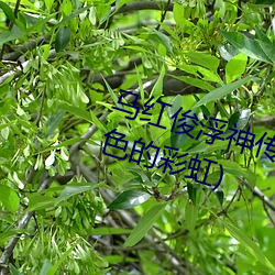 马红俊浮神传承银雪10最新章节(7色的彩虹)