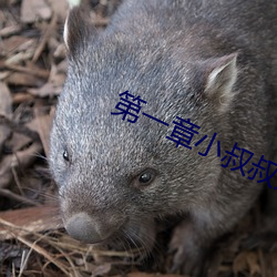 第一章小叔叔好久不见