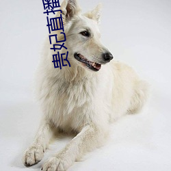 贵妃直播免费