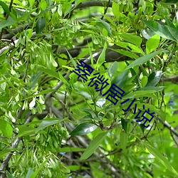 翠微居小说 （厚貌深情）