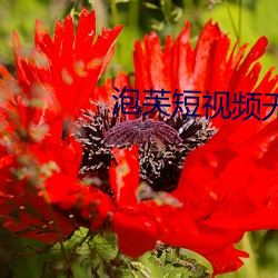 泡芙短视频无限次数ios版 （瘦骨嶙嶙）