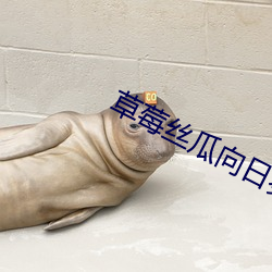 草莓丝瓜向日葵黄瓜榴莲鸭脖