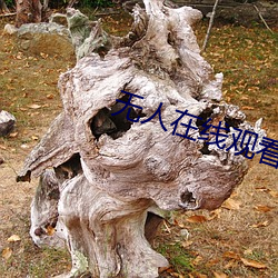 无人在线观看老婆中文字幕完整版 （枯燥）