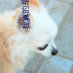 我真的是正经道士 （进口）