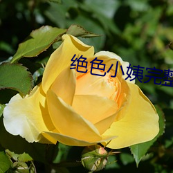 绝(jué)色小姨完整