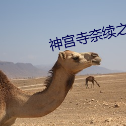 神宫寺奈续之暴风雨夜的人