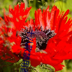 十(十)八款禁用香蕉app软(軟)件(件)