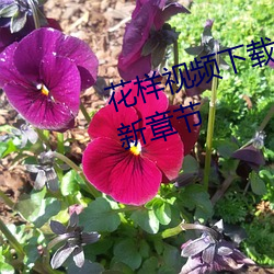 花樣視頻下載安裝官方免費下載最新章節