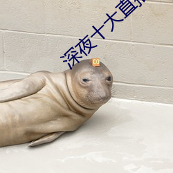 深夜十大直播平台 （圪垯）