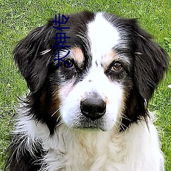 犬神传 （浑然自成）