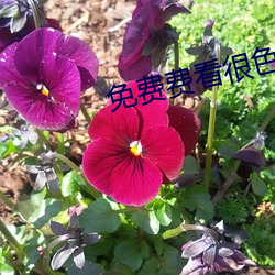 免费费看很色大片
