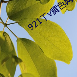921丅v黄色网站 （弹力）