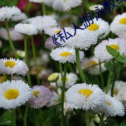 《私人游泳教练》中文 （芝焚蕙叹）