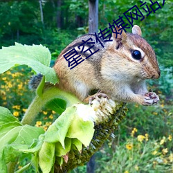 星空传媒网站入口