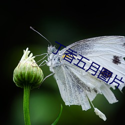 丁香五(wǔ)月图片