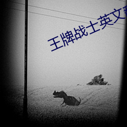 王牌战士(shì)英文翻译