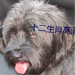 十二(èr)生肖(xiào)高清完整版百度(dù)影