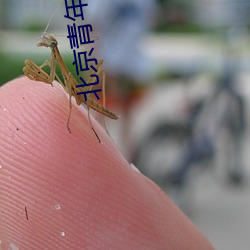 北京青年宫电影院 （小肚儿）