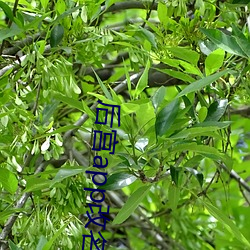 后宫app改名字了