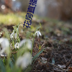 花房直播 （真情实感）