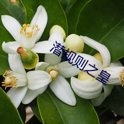 潜规则之皇 （一言兴邦）