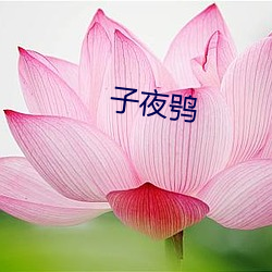 子夜鸮