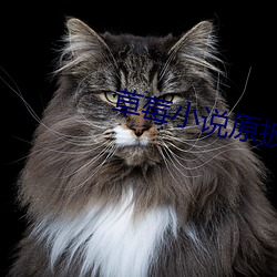 草莓小說原扳