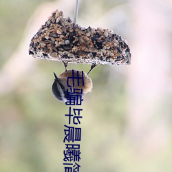 毛骗毕晨曦简介(jiè)