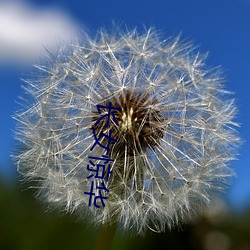 長女驚華