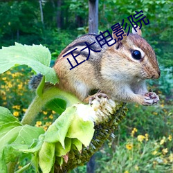 正(zhèng)大电影(yǐng)院(yuàn)