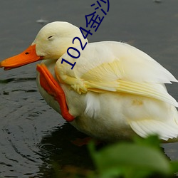1024金沙人妻