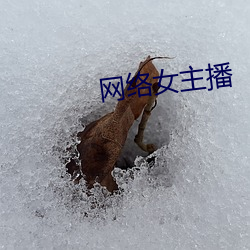 网络Ů （撒娇）