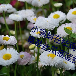 小蝌(蝌)蚪(蚪)在线观看(看)视频www:免费获(獲)取草(草)莓丝瓜榴莲秋葵绿巨人(人)福