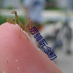 厲騰阮念初