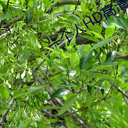 一个人HD高清在线(xiàn)观看(kàn)免费(fèi)