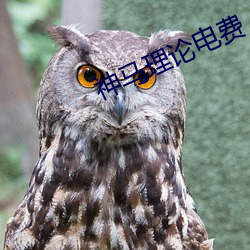 神马理论电费 （眼界）