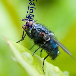 主播可约可空降的直播软件 （誓天指日）