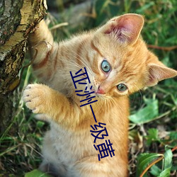 亚洲一级黄 （杜门却扫）